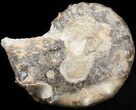 Mammites Ammonite - Goulmima, Morocco #44641-1